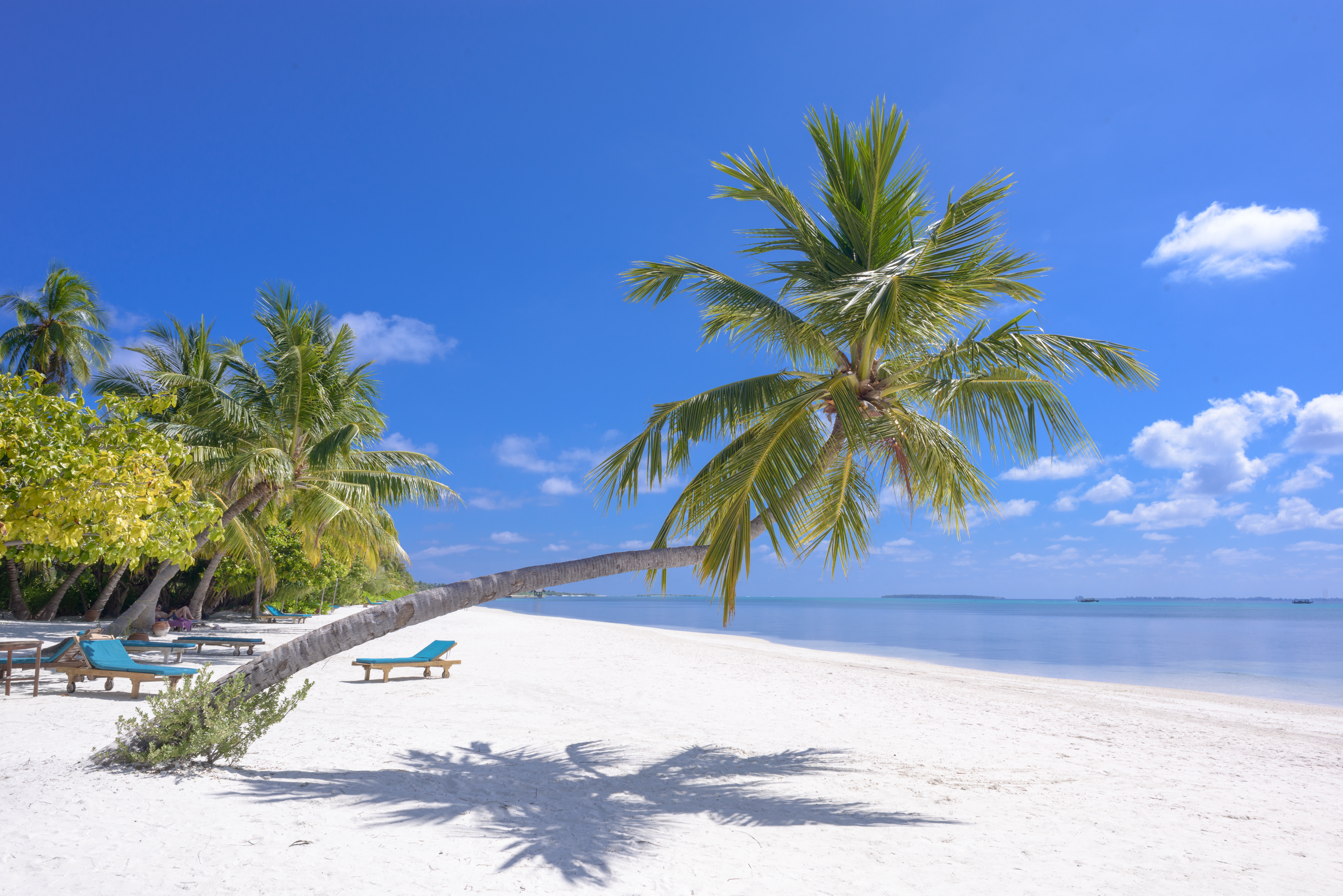 Beach with palm tree